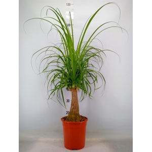 Beaucarnea recurvata