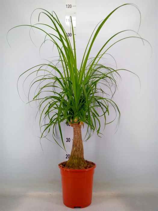 <h4>Beaucarnea recurvata</h4>