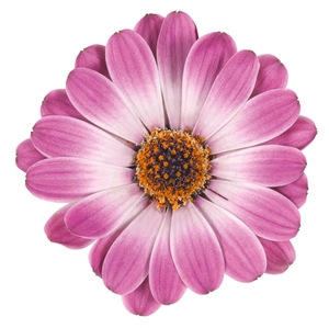 OSTEOSPERMUM ECKLONIS p11 bicolor