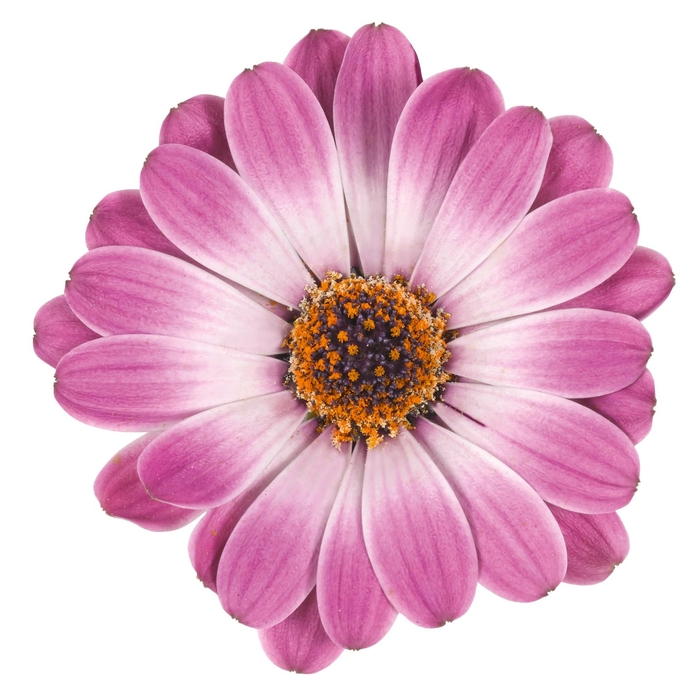 <h4>OSTEOSPERMUM ECKLONIS p11 bicolor</h4>