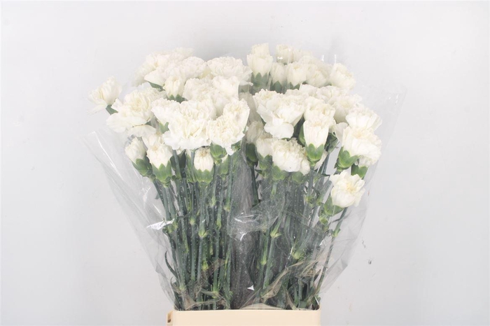 <h4>Di St Moonlight</h4>