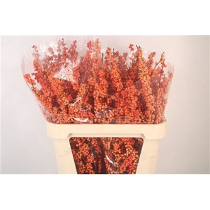 Ilex magical daydream