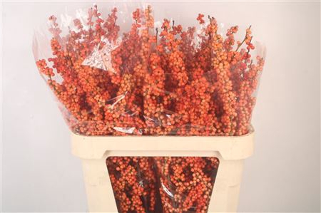 <h4>Ilex magical daydream</h4>