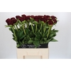 Paeonia Old Faithful