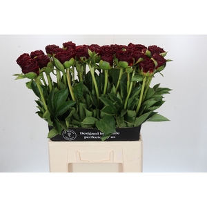 Paeonia Old Faithful