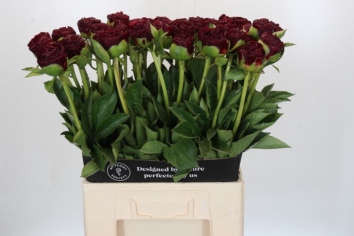 <h4>Paeonia Old Faithful</h4>