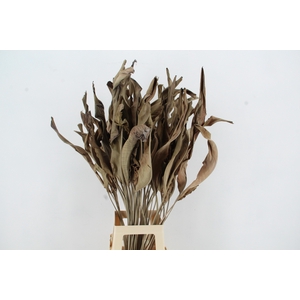 DF STRELITZIA LEAF NATURAL