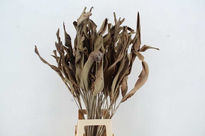 <h4>DF STRELITZIA LEAF NATURAL</h4>