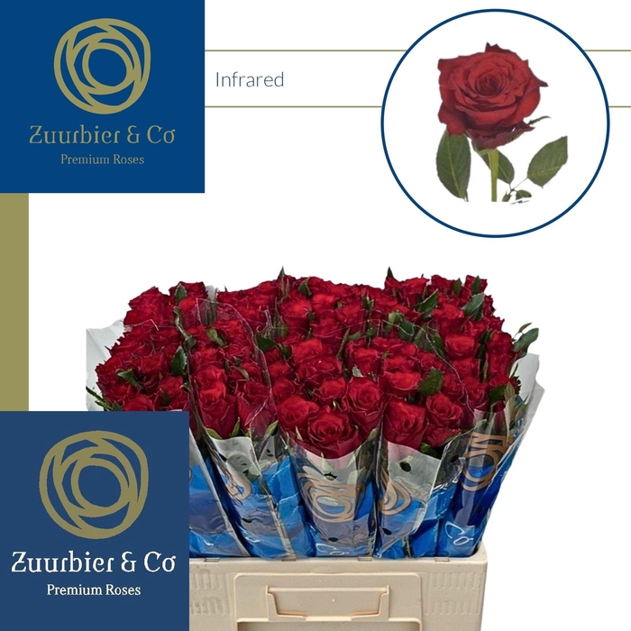 <h4>R GR INFRARED</h4>