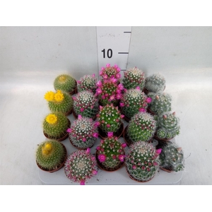 Cactus   ...flowering mix