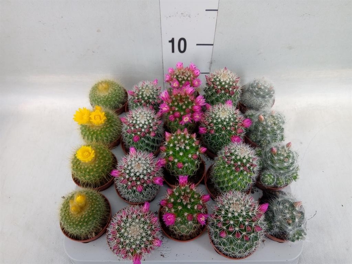 <h4>Cactus   ...flowering mix</h4>