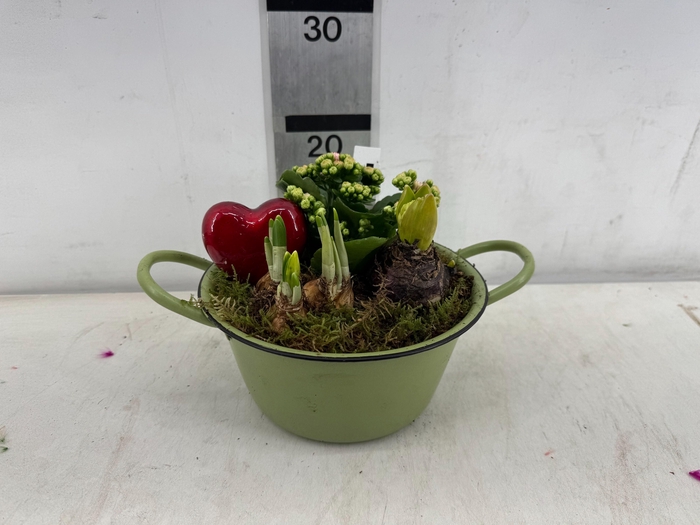 <h4>ARR PL IN SCHAAL</h4>