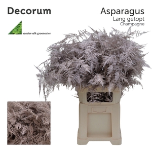 Asp lang getopt Champagne