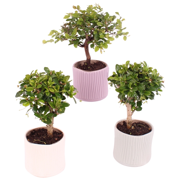 <h4>Bonsai Indoor Mix Ø 9cm Ball Shape in Ø10cm Ceramic SE570</h4>