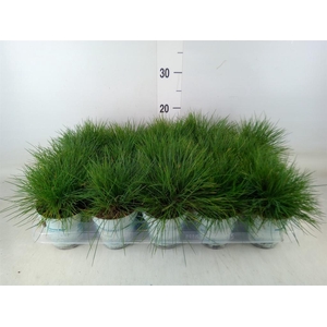 Festuca glauca 'Compacta Blue'
