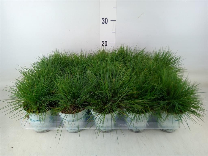 <h4>Festuca glauca 'Compacta Blue'</h4>