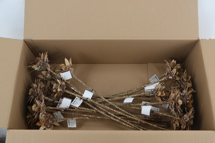 Stick Dahlia Spider Naturel