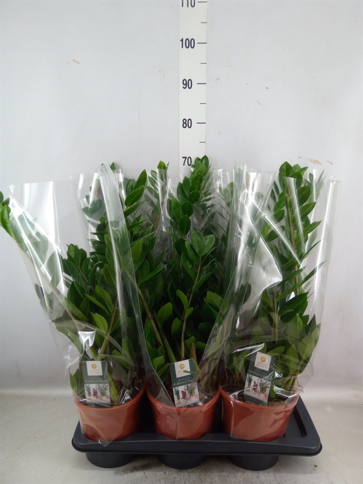 <h4>Zamioculcas zamiifolia</h4>