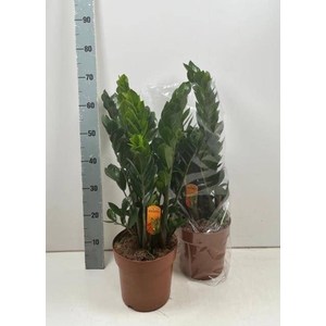 ZAMIO ZAMIIFOLIA