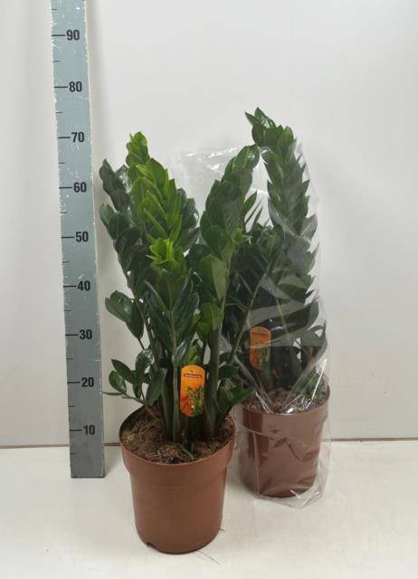 <h4>ZAMIO ZAMIIFOLIA</h4>