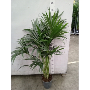 Howea forsteriana