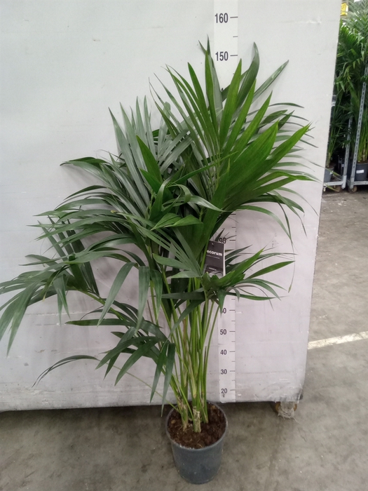 <h4>Howea forsteriana</h4>
