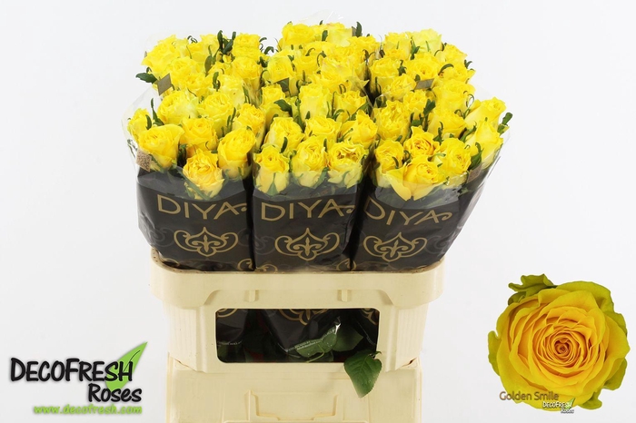 <h4>R Gr Golden smile</h4>