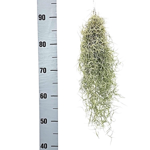 TILL USNEOIDES