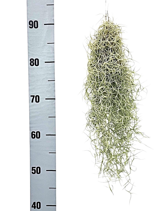 <h4>TILL USNEOIDES</h4>