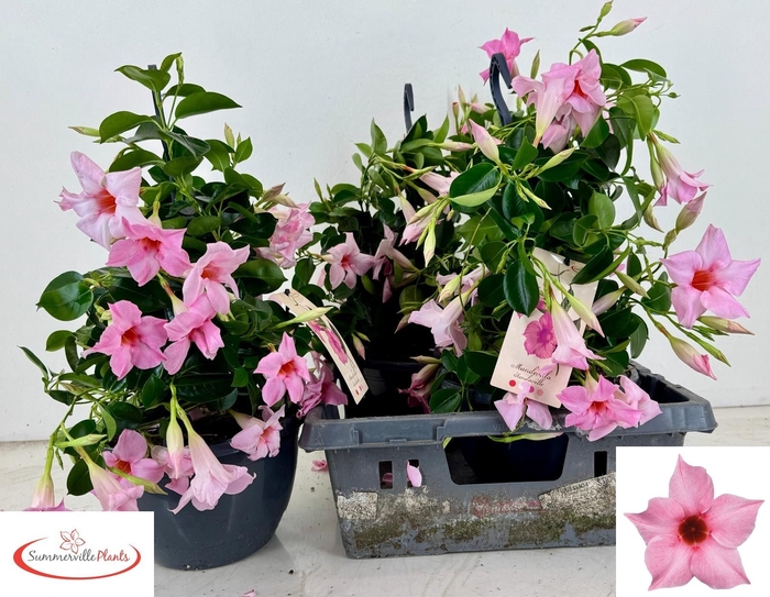 <h4>MANDE SUN CR PINK</h4>