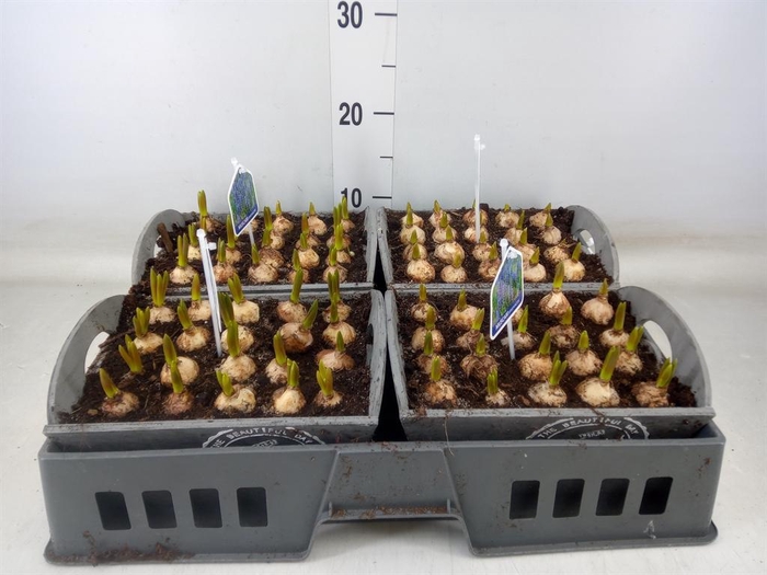 <h4>Arr.  Muscari L%</h4>