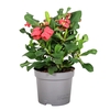Euphorbia Vulcanus