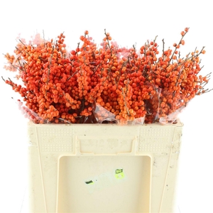 Ilex Ve Orange Glow