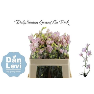 DELPH EN ENERGY PINK