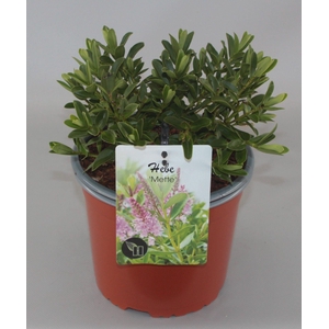 Hebe 'Mette' C2