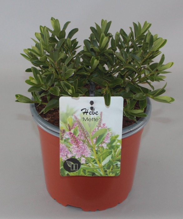 <h4>Hebe 'Mette' C2</h4>