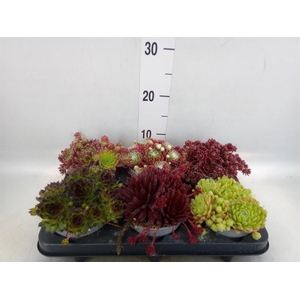 Sempervivum   ...