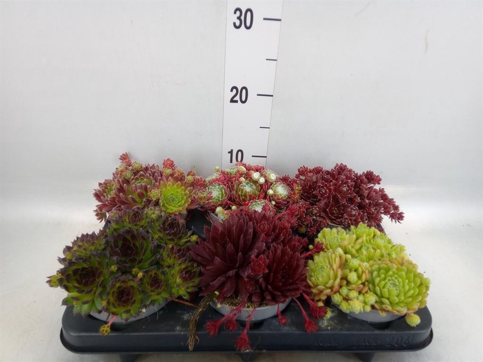 <h4>Sempervivum   ...</h4>