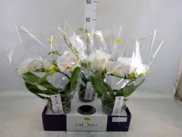 <h4>Phalaenopsis   ...white</h4>