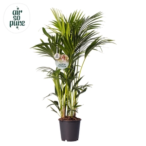 KENTIA - P24 H130 - 8PP - Air So Pure (Howea forsteriana)
