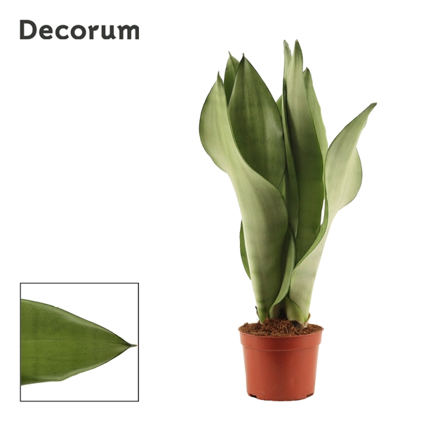 <h4>Sansevieria Moonshine 9 cm (Decorum)</h4>
