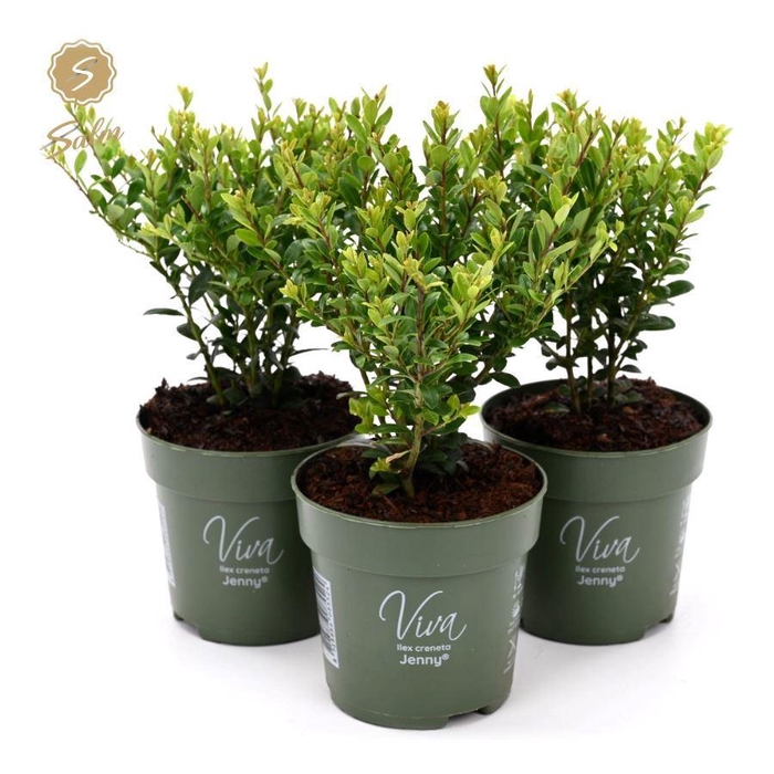 <h4>Viva Ilex crenata 'Jenny'® P10</h4>