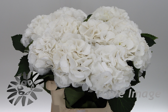 <h4>Hydrangea schneeball</h4>