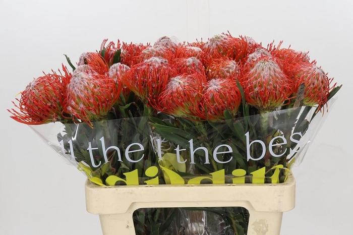 <h4>Nutans Tango</h4>