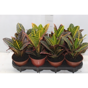 CROTON HIBRIDO PETRA P15