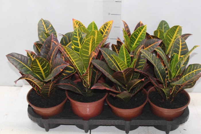<h4>CROTON HIBRIDO PETRA P15</h4>