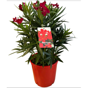 Nerium oleander