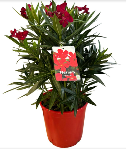 <h4>Nerium oleander</h4>
