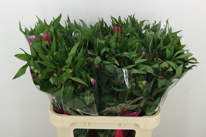 <h4>Alstr Morado</h4>