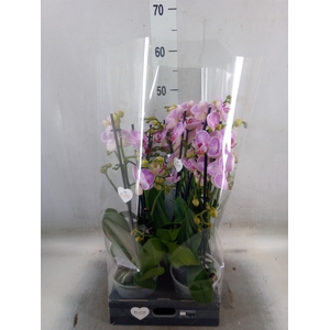 Phalaenopsis   ...rose